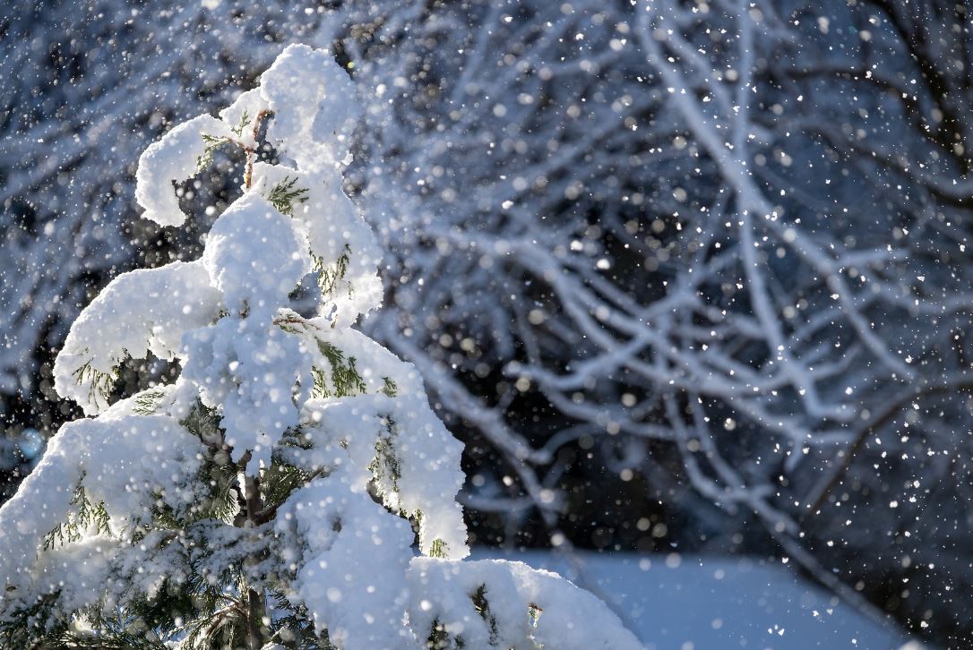 Snow collects on trees after the Sierra Nevada foothills woke up to snow that fell overnight on February 21, 2019. Kelly M. Grow / California Department of Water Resources,